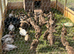 Khaki Campbell young duck groups