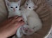 2 beautiful Khao Manee kittens
