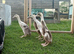 Indian Runner Ducklings