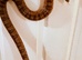 Female Normal Corn Snake approx 4.5 ft - 5 ft