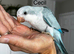 Silly tame Quaker babies ready now