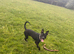 Whippet crossed with staffie pup