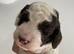 Cockapoo puppies for sale