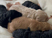 Cockapoo puppy&rsquo;s