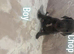 Staffy x puppies for sale