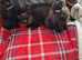 4 beautiful kittens
