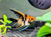 Red Devil Angelfish £16 each