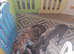 Male saluki dalmation g puppy