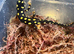 Lake urmia newts