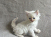 Beautiful Persian Kittens - 1 boy remaining
