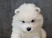 Gorgeous Samoyed babies
