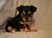 Jack Russell cross puppies