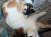Maine coon Kittens