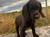 Cocker Spaniel Puppies - READY TO GO