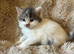 Ragdoll cross kittens ready to leave now !!