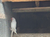 3 baby ringnecks for hand rearing