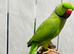 Baby male Ringneck talking Parrot