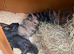 Gorgeous bucks for sale