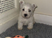 West highland terrier
