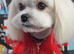 KC registered mature Maltese girl