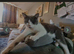 Archi looking for forever home