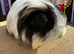 Sheltie Boar
