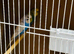 3 Proven Breeding Pair of Budgies