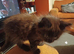 Baby girl maincoon 9 weeks old