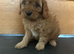 CAVAPOO PUPS F1 REDS PARANTS DNA TESTED