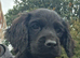 *Last BoyKC Registered working cocker spaniel puppies