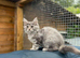 Maine Coon kittens