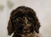 Last male cockapoo