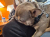 French Bulldog 2yr old male.