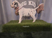 KC Registered dalmatian puppies for sale