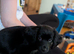 Chihuahua x cocker boy