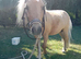 Perfect Childs Pony Shetland stallion for sale