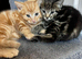 4 mixed breed little kittens