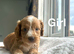 Layla beautiful cockapoo puppies ready on 17th July