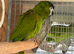 Proven hahns macaw cock bird