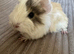 Baby guinea pigs