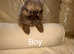 Pomeranian puppies