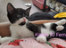 Beautifull kittens looking for loving homes.