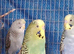 2 pairs of Adult Budgies