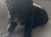 One beautiful puppy for sale