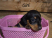 KC registered miniature dachshunds puppies