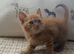 10 gorgeous ginger kittens.