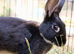 Male rabbit needs home