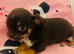 Tiny Chihuahua cross chinese crested puppies
