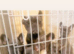 French bulldog puppies