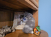 British shorthair kittens for sale